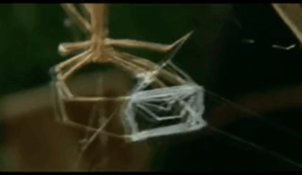 신기한 거미들 | 인스티즈