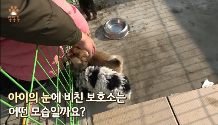 7살 아이 눈에 비친 유기견 보호소는? | 인스티즈