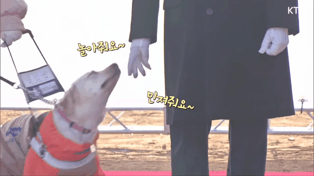 문프에게 놀아달라고 조르는 안내견.gif | 인스티즈