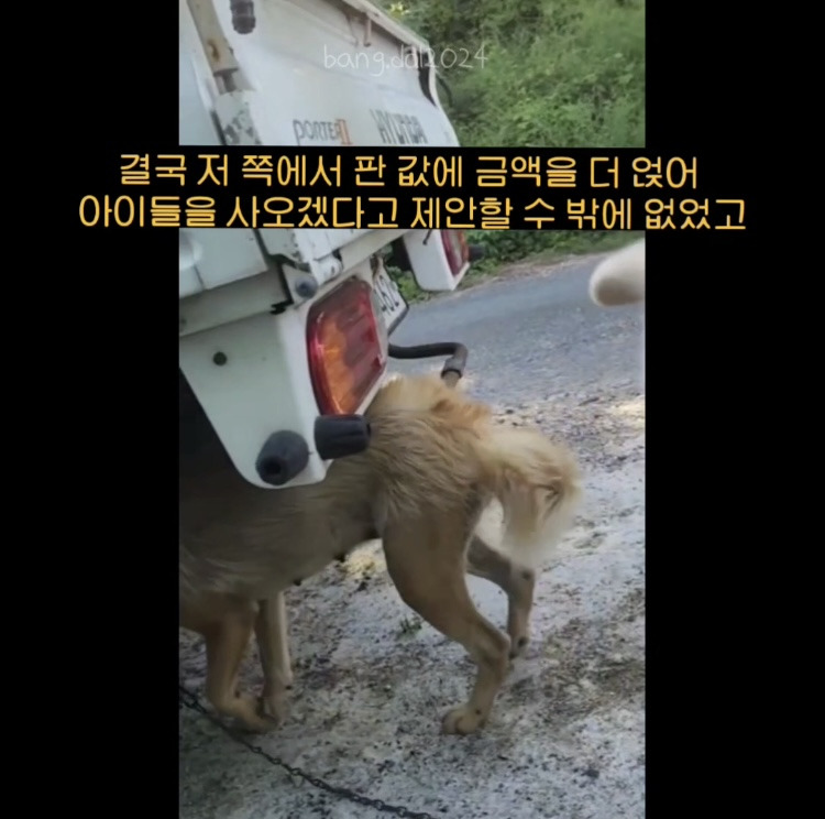 [입양홍보] 개장수에게 팔렸다 되찾아온 방치견 진순이·진돌이, 평생 가족을 찾아요! (부산/울산/전국) | 인스티즈