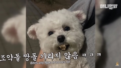 돌멩이를 물고 다니는 강아지 | 인스티즈