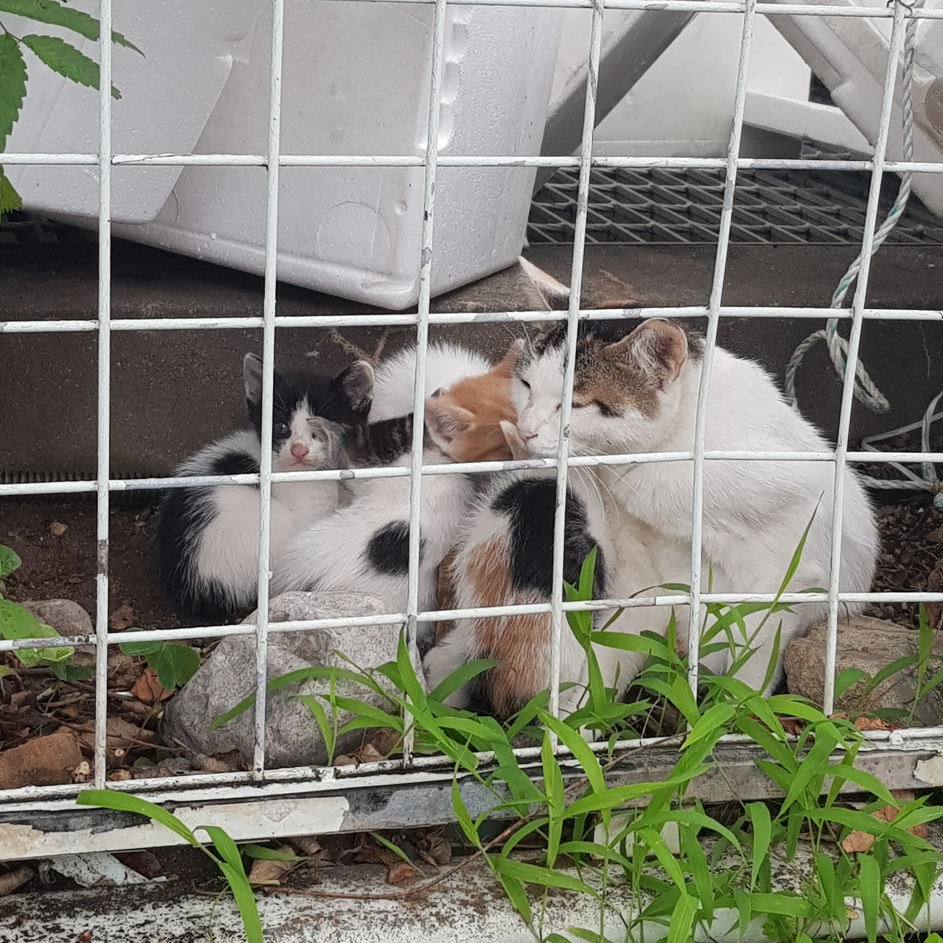 애기 길냥 얘 이러고 자는데...? 어케...? () | 인스티즈