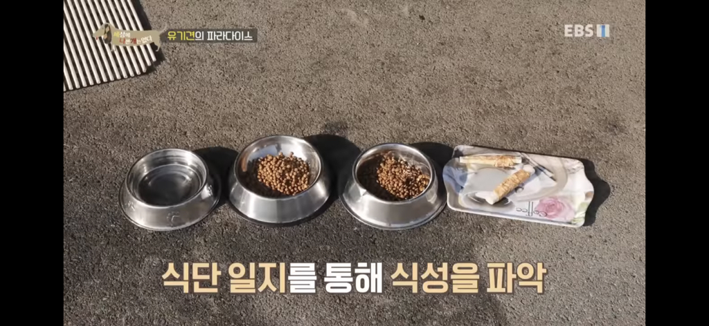 [세상에나쁜개는없다] 유기견의 파라다이스 | 인스티즈