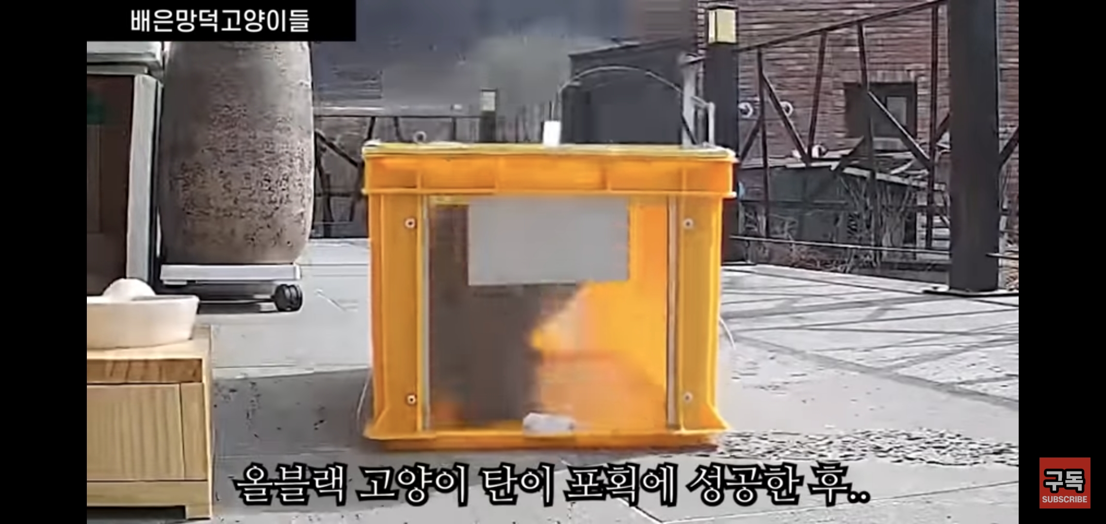 집 마당에 고양이가 나타나는 족족 다 잡아버리는 유튜버..jpg | 인스티즈