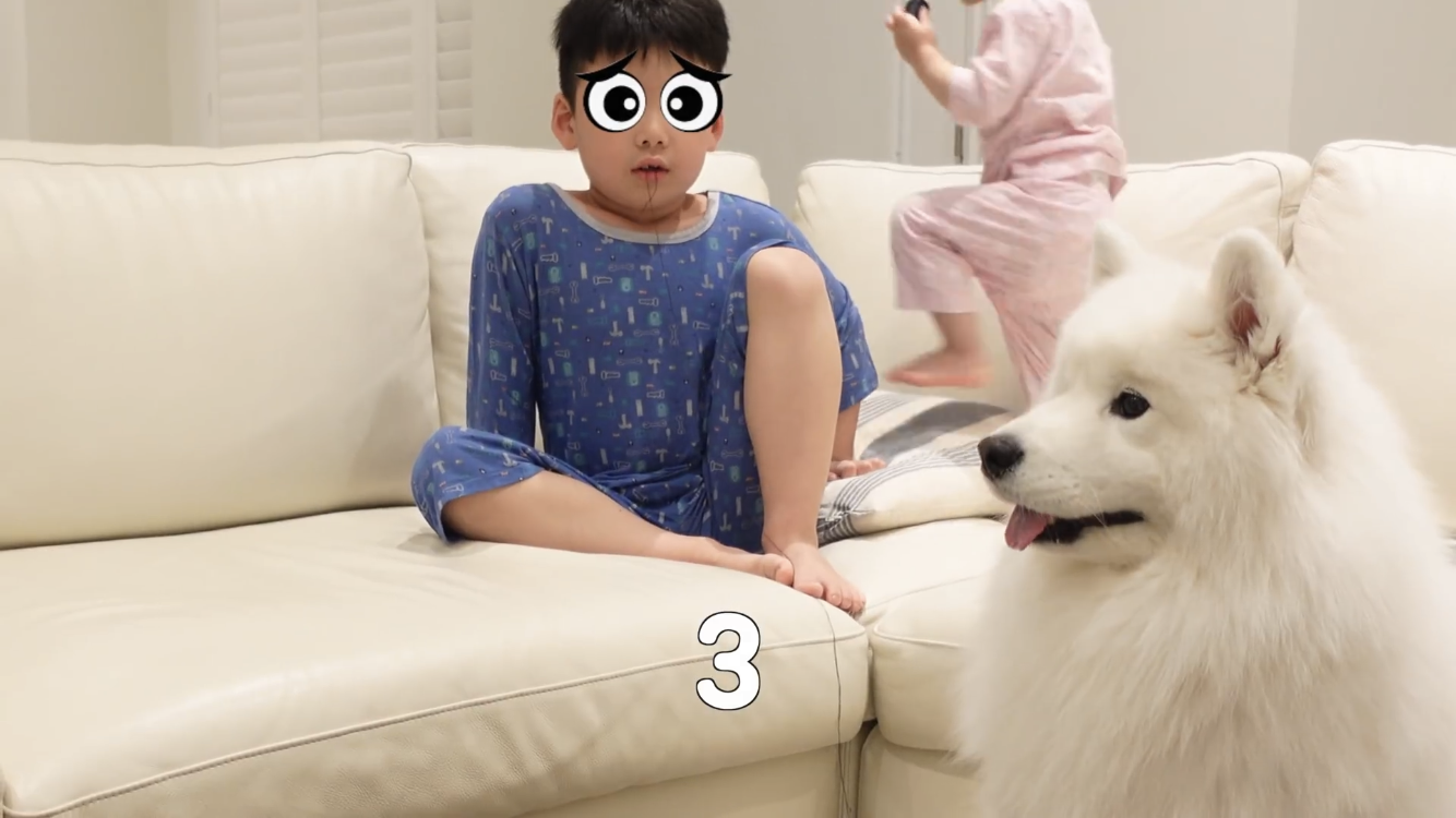 사모예드와 흔들리는 이 뽑는 법 | 인스티즈