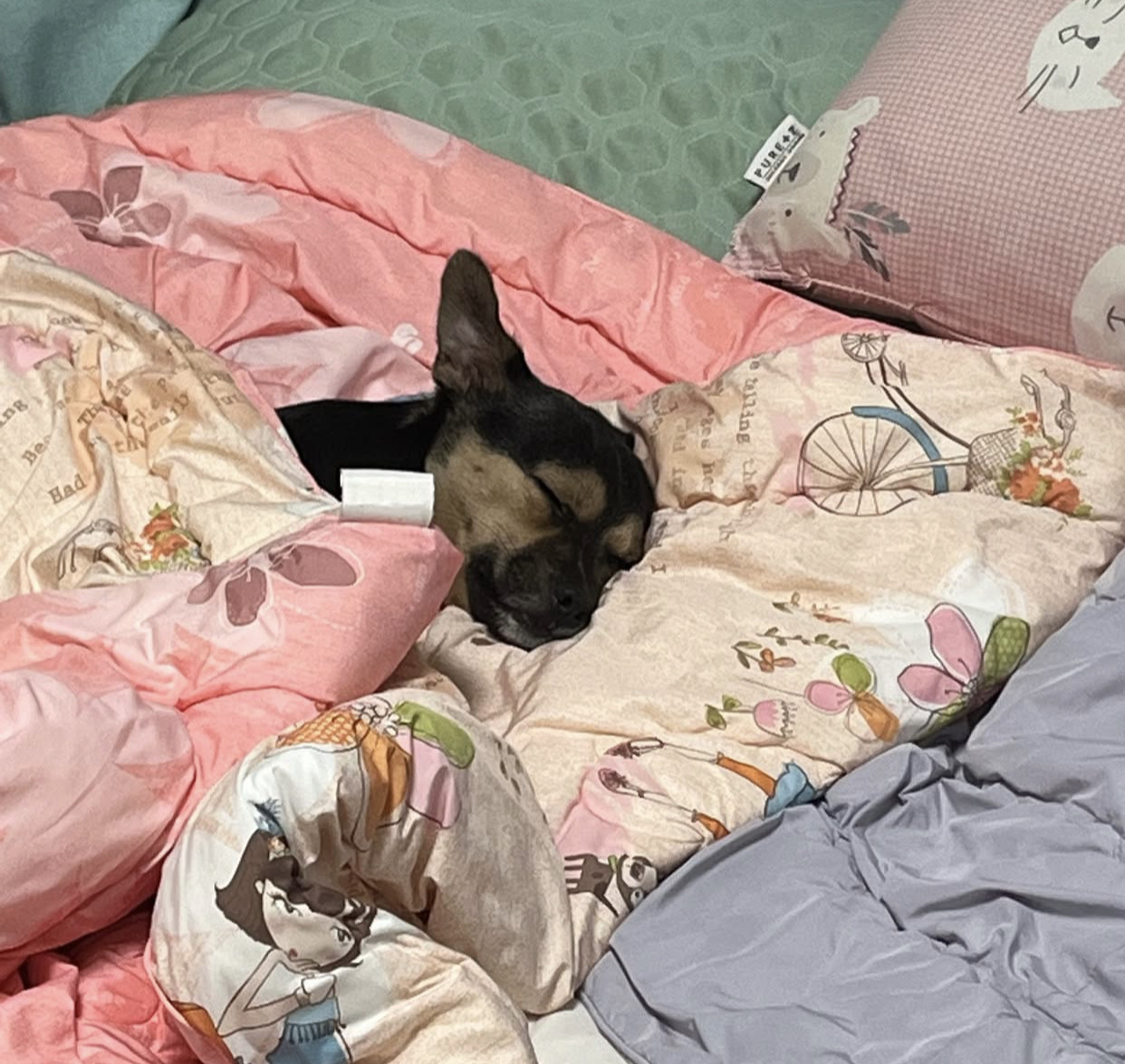 어느 고등학생 눈에 띈 교통사고 당한 유기견 근황 | 인스티즈