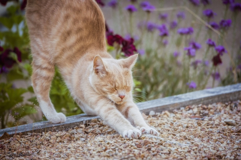 고양이가 쭉쭉 기지개를 켜는 이유 | 인스티즈