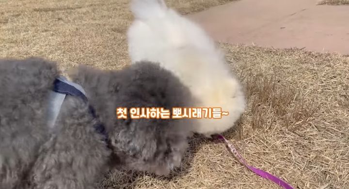 강아지가 두번이나 파양된 충격적인 이유.jpg | 인스티즈