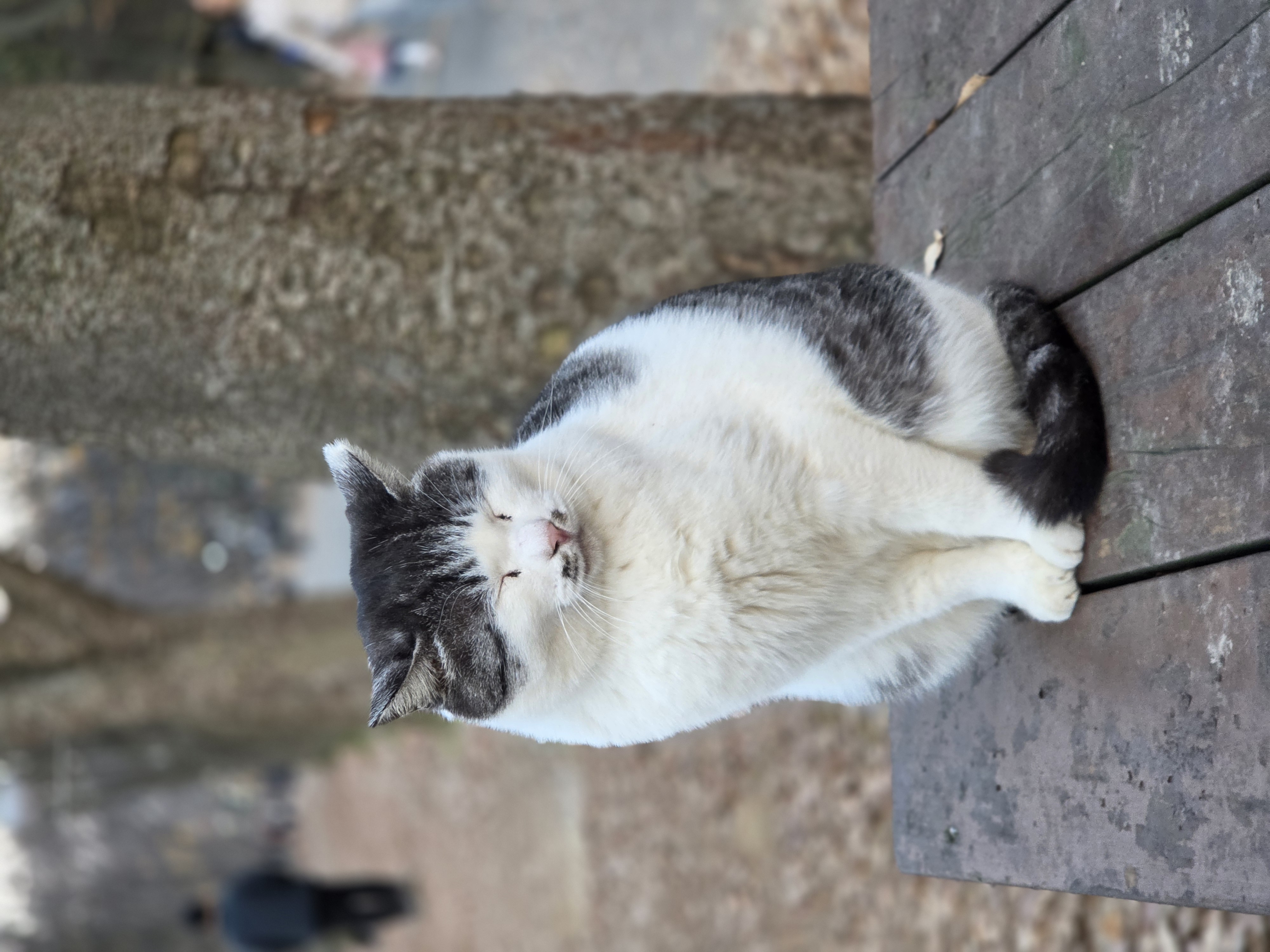 고양이 잔다 | 인스티즈