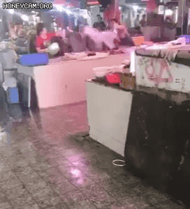수산시장 자강두천.gif | 인스티즈