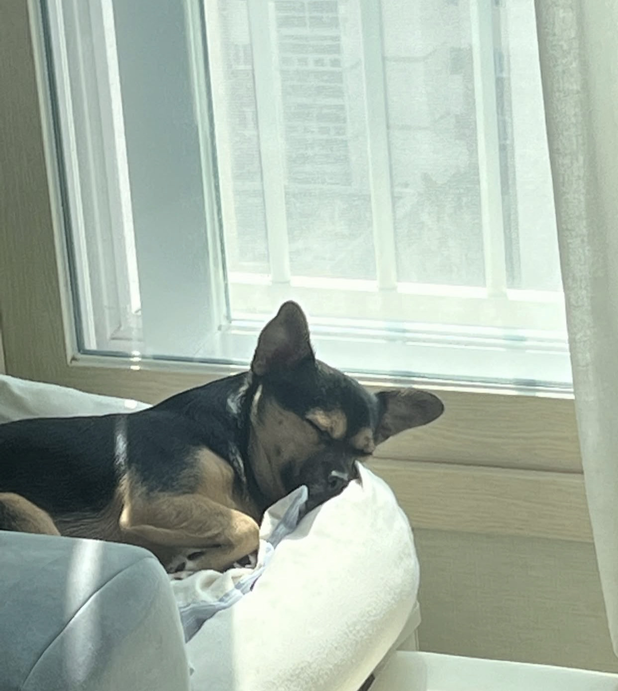 어느 고등학생 눈에 띈 교통사고 당한 유기견 근황 | 인스티즈