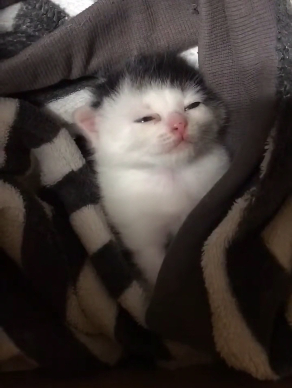 왜 새끼고양이들은 지능이없게생겼는지 궁금한달글.jpg | 인스티즈