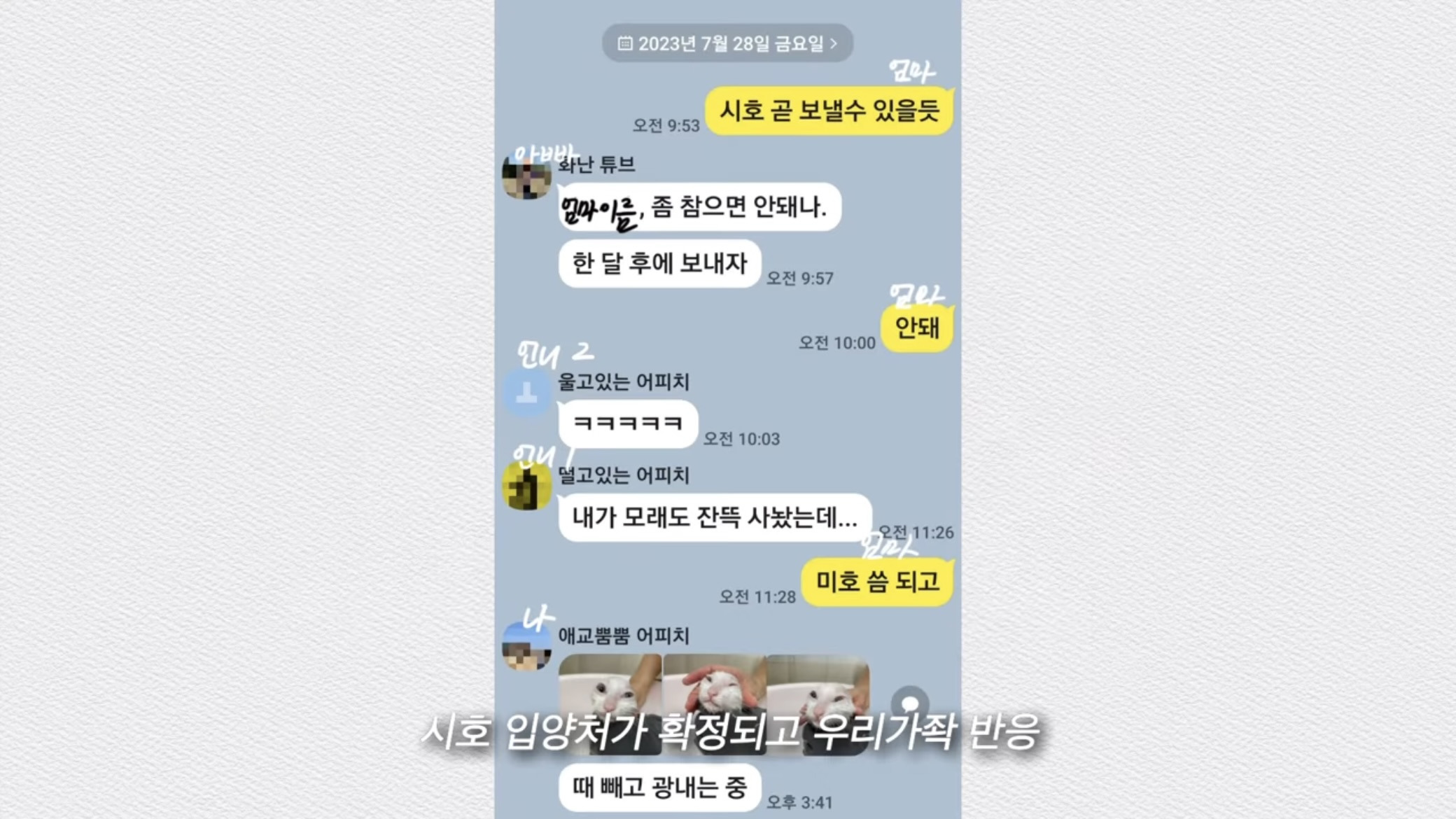 언니가 다리다친 아기고양이를 주워왔다 | 인스티즈