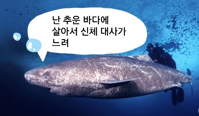 🦈 태어나고 무려 150년 지나서야 첫 짝짓기 하는 동물 | 인스티즈