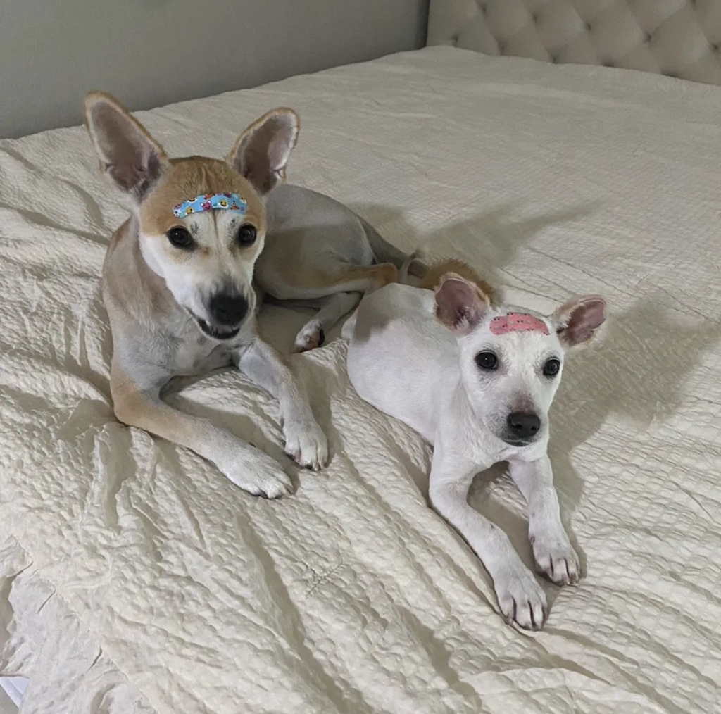 기적에 기적이 이어진 강아지 요미의 이야기 | 인스티즈