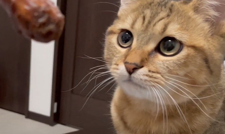 X 모양 과자를 먹는 주인을 본 고양이 | 인스티즈