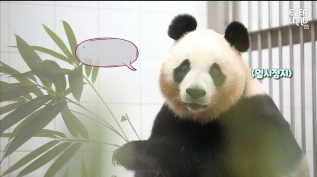 판다월드 반장선거에 나간 루이바오 🐼 | 인스티즈