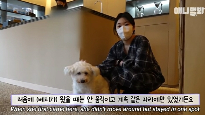 수줍음이 많은 강아지가 사람을 좋아하는 법 | 인스티즈