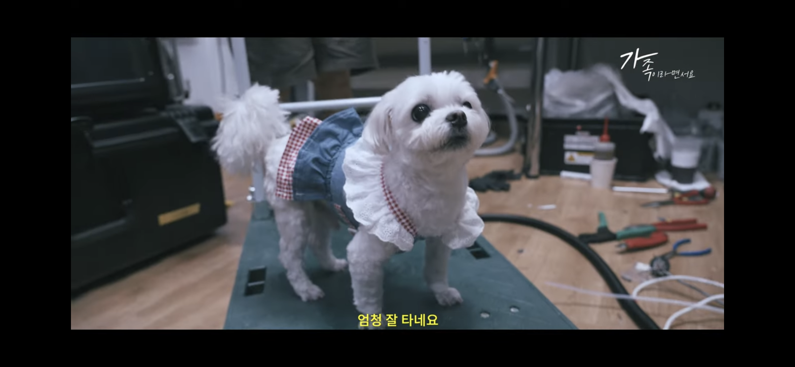 sns스타 택배견 경태를 기억해? 경태 경태희 진짜 근황 (눈물,분노 주의) | 인스티즈