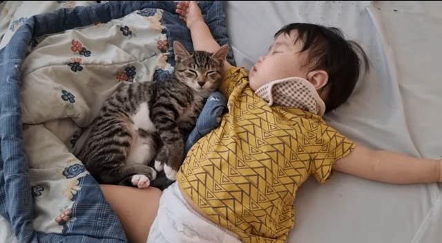 자는 아기랑 고양이를 같이 두지 마세요 | 인스티즈
