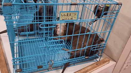 지옥이 다름없는 충격적인 일본 수달 카페.. | 인스티즈