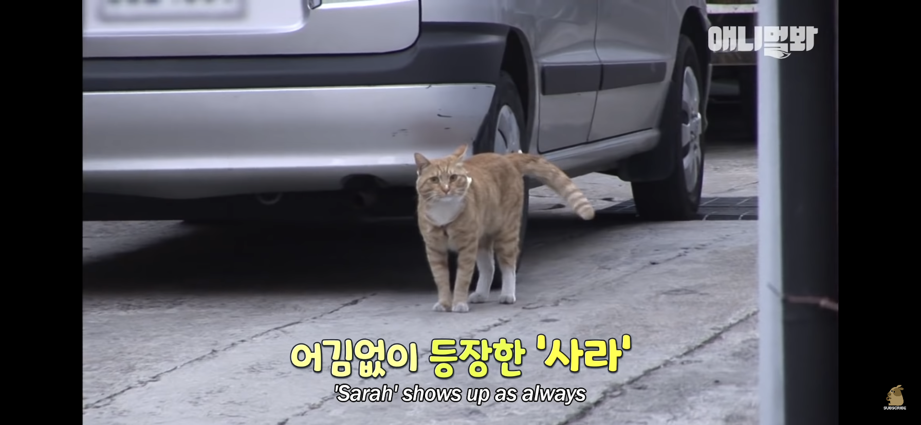 길고양이 목에 쪽지를 달자 생긴 영화같은 일 | 인스티즈