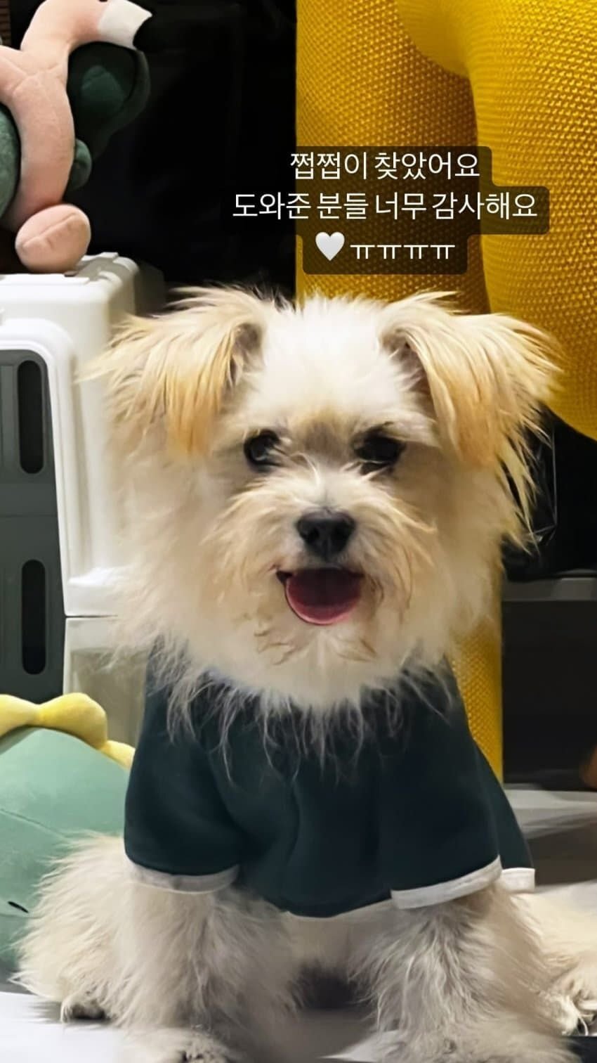 산책 중에 잃어버린 브레이브걸스 민영의 반려견 쩝쩝이를 찾아준 팬들 | 인스티즈