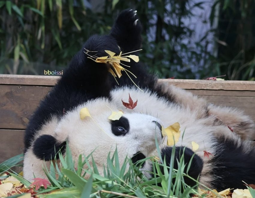 감자다리 후이바오🐼 | 인스티즈