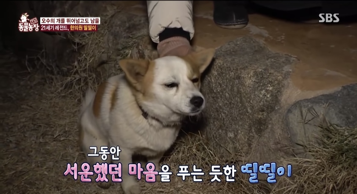 동물농장 이미지