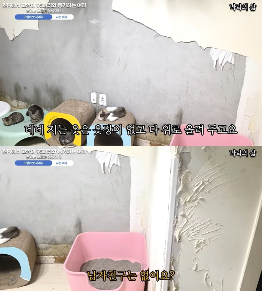 집주인 몰래 원룸에 '고양이 95마리'…"깨끗한 길 기여, 사료 지원해야" | 인스티즈