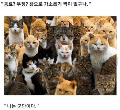타라 이미지