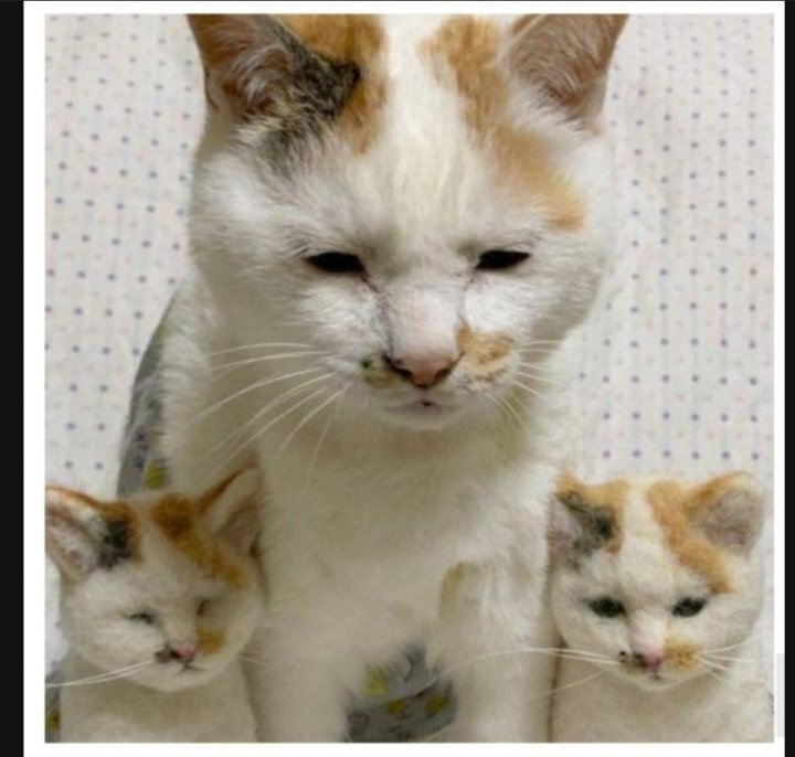 이 정도면 세쌍둥이 아니냐구 | 인스티즈