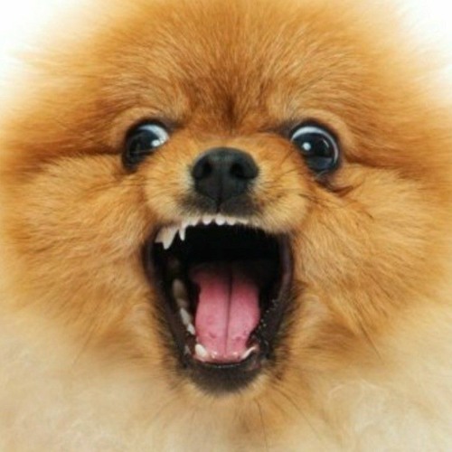 포메라니안이랑 말티즈가 싸우면 누가 이길지 궁금한 달글 | 인스티즈