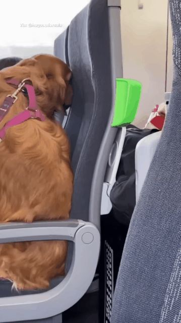 기차에서 주위 사람들 홀리는 골든리트리버 | 인스티즈