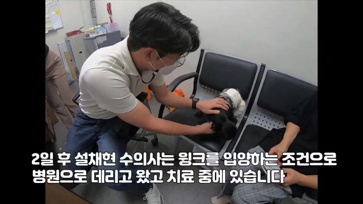 교통사고난 유기견 입양한 설채현 수의사 그리고 윙크 근황😉 | 인스티즈