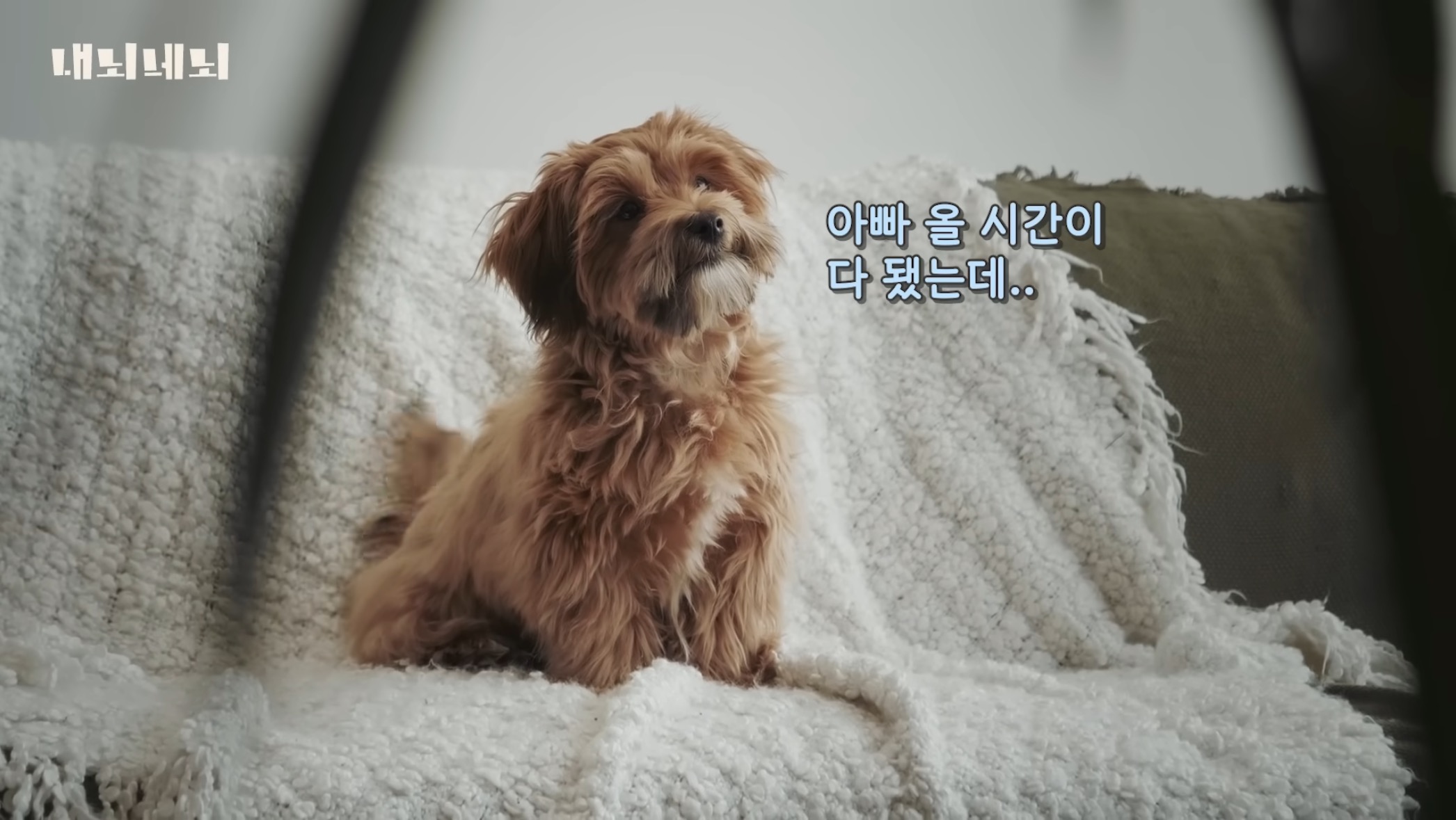 우리 강아지는 내 퇴근시간을 어떻게 아는걸까? | 인스티즈