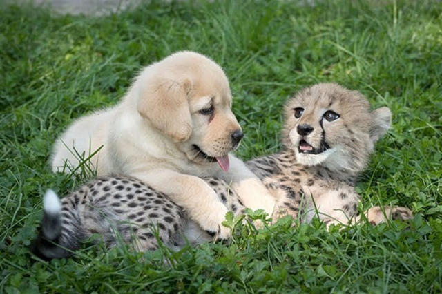 치타의 사교성 기르는 방법 🐆🐕 | 인스티즈