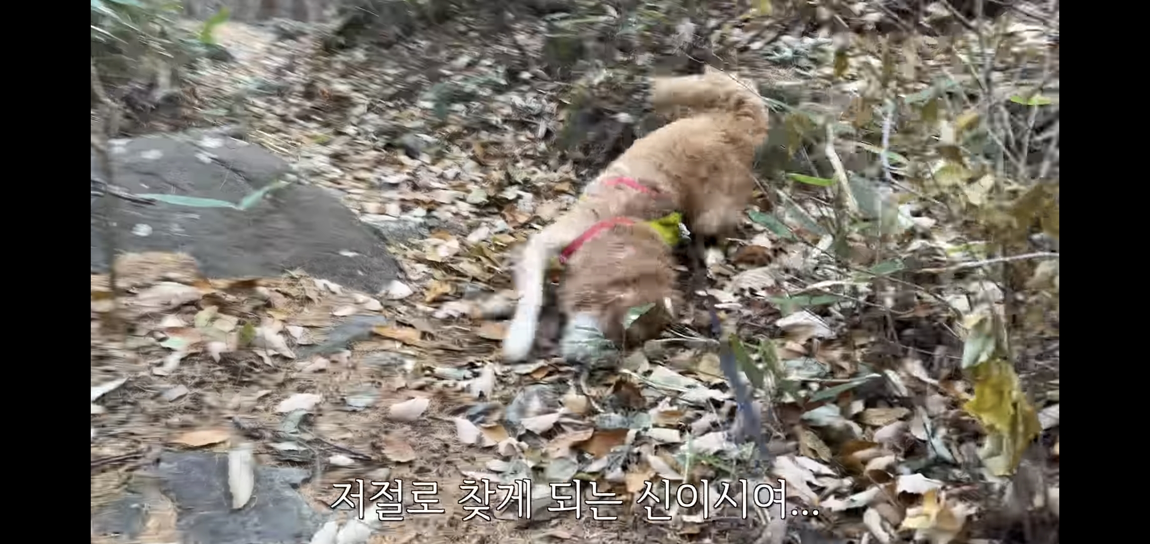 골든리트리버 키우고 싶을 때 보면 생각이 바뀌는 영상 | 인스티즈
