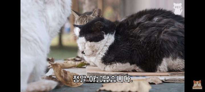 아깽이보다 100배는 만나기 어려운 묘르신들 | 인스티즈