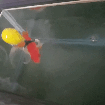 엄마집 금붕어들 보고가라 (이게 사랑이 아니면..) | 인스티즈