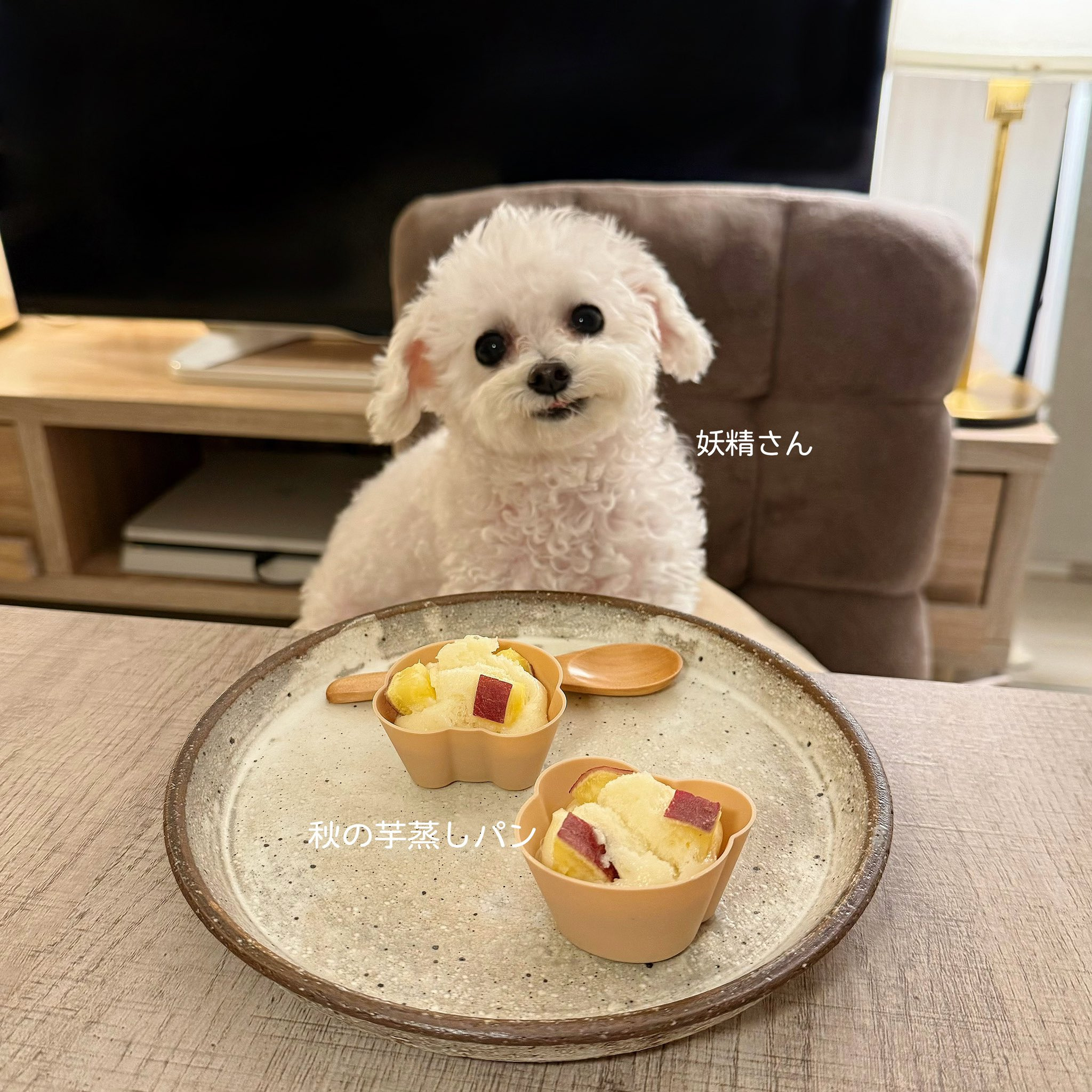 반려견과 함께 밥먹는 사진으로 화제된 트위터 계정.jpg | 인스티즈