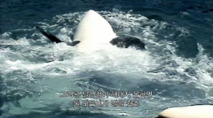 어느날 소방서에 고래가 조련사를 잡아 먹었다는 신고가 들어왔다 .jpg (스압주의) | 인스티즈