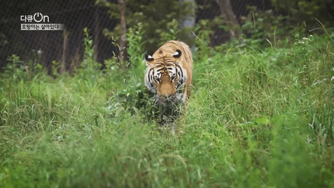 '절멸'의 '한국 호랑이'. 🐅 그 100년간의 이야기. -마지막- | 인스티즈