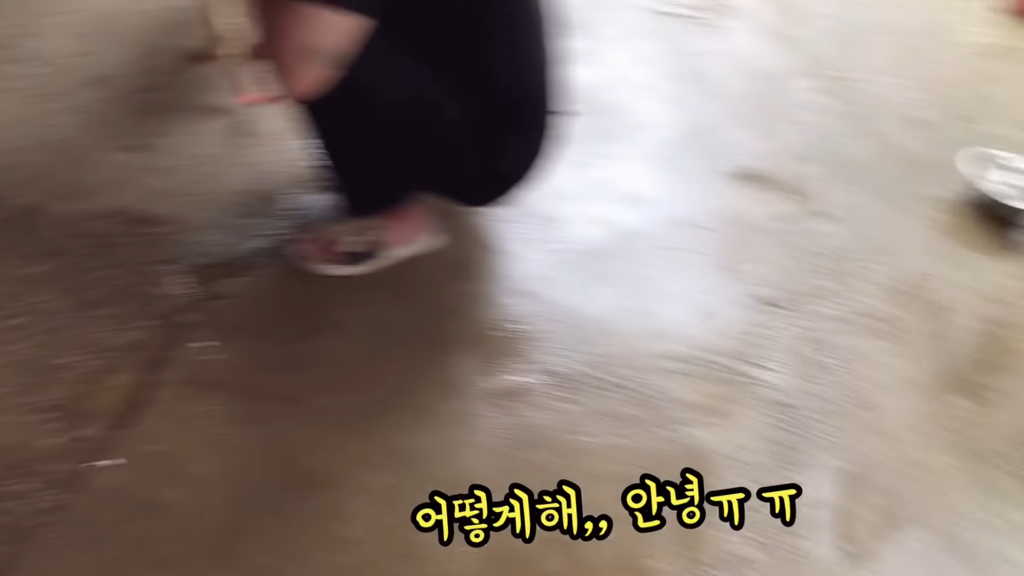 "공고번호 411번" 강아지가 입양되기 전 후 모습.jpgif | 인스티즈