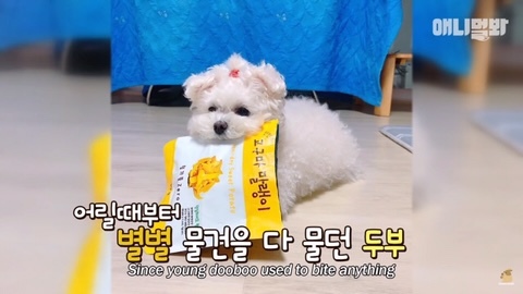 돌멩이를 물고 다니는 강아지 | 인스티즈