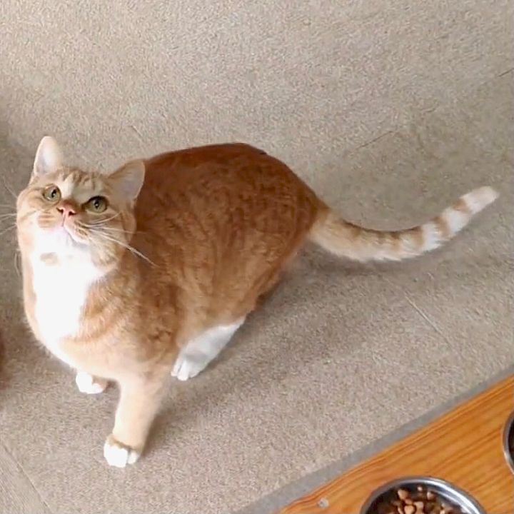 [매탈남] 이렇게 콧구멍 큰 고양이 처음봄 | 인스티즈