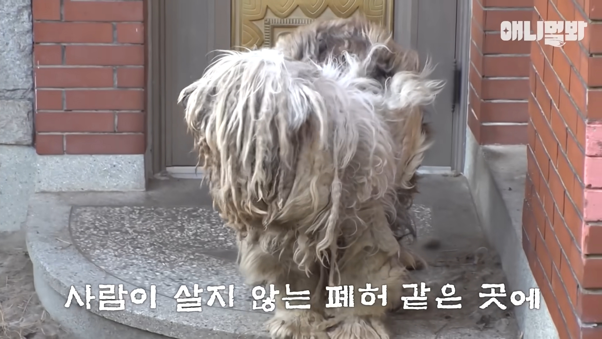 털로 뒤덮여서 걷지도 못하는데 케어한 거라는 견주 | 인스티즈
