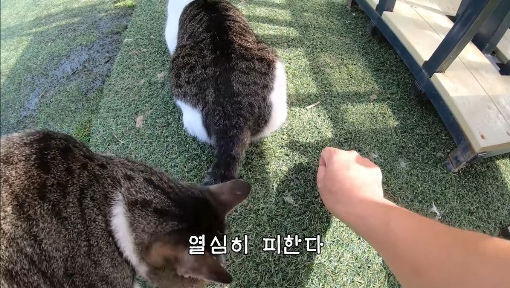 [hahaha] 고양이들은 꼬리 만지는 것을 좋아하지 않는다 | 인스티즈