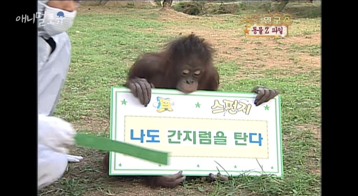 오랑우탄도 간지럼을 탈까? | 인스티즈