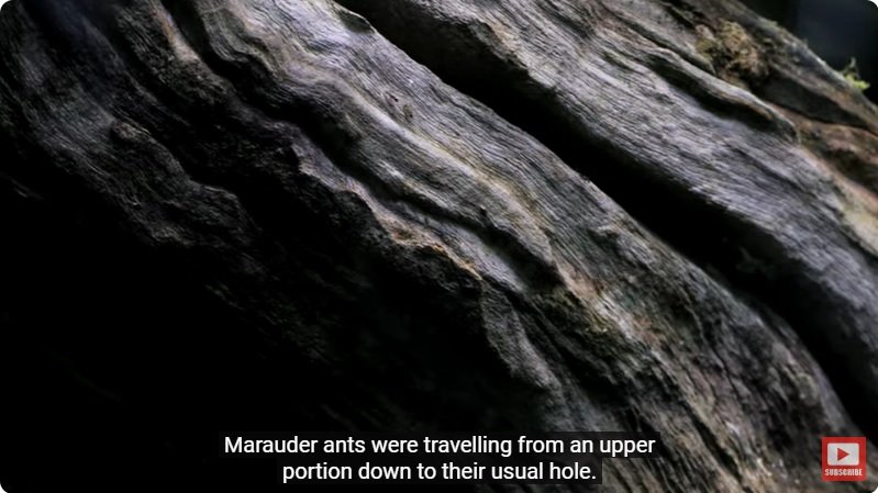 거대한 수조에 열대우림 환경을 조성해놓으면 생기는 일 - 4 | 인스티즈